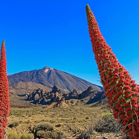 Jardines Del Teide Puerto de la Cruz (Tenerife) Exterior foto